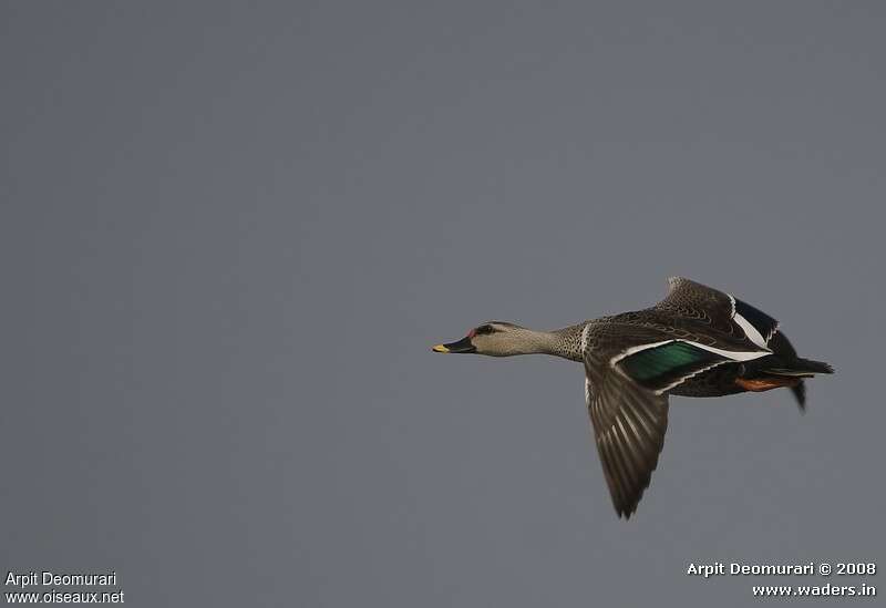 Canard à bec tachetéadulte, Vol