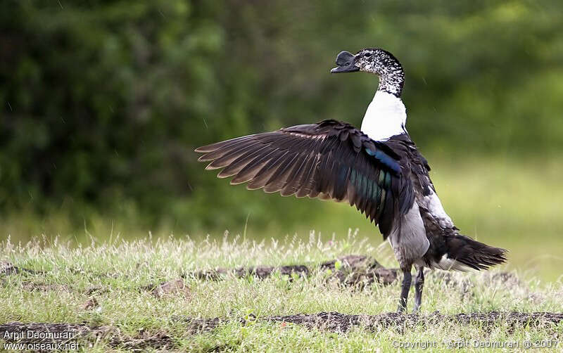 Knob-billed Duck male adult breeding, aspect, pigmentation, Behaviour