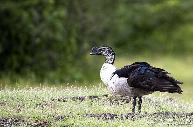 Canard à bosse mâle adulte, pigmentation