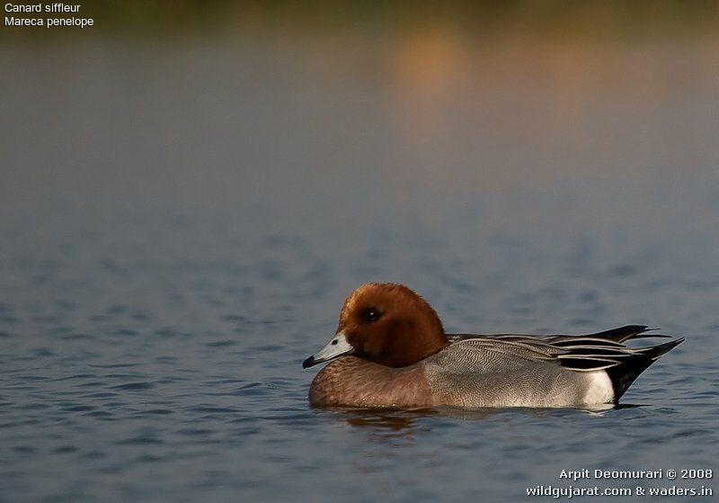 Eurasian Wigeon