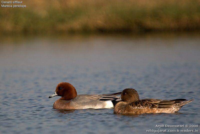 Canard siffleur adulte internuptial