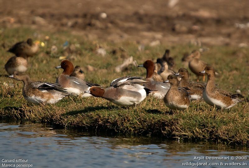 Canard siffleur