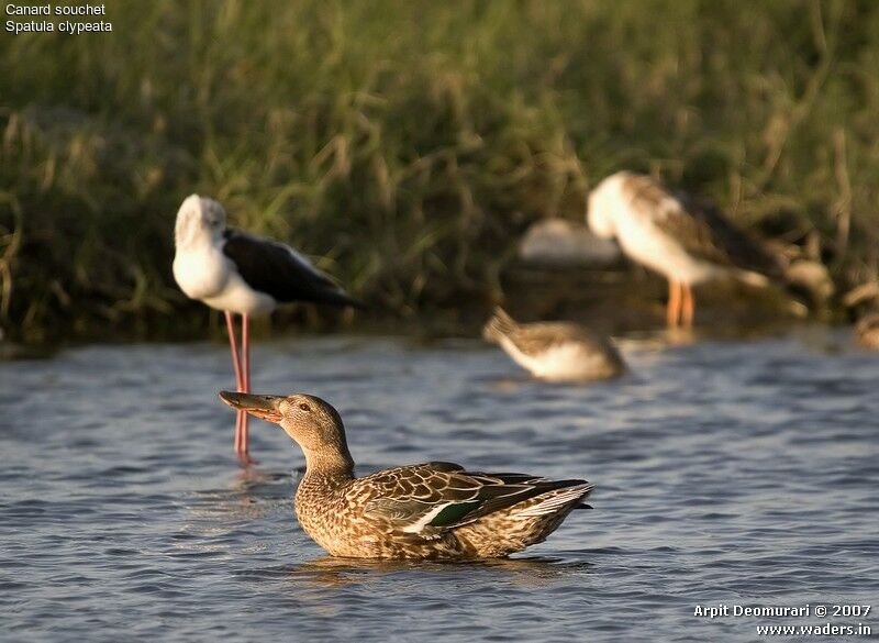 Northern Shoveler