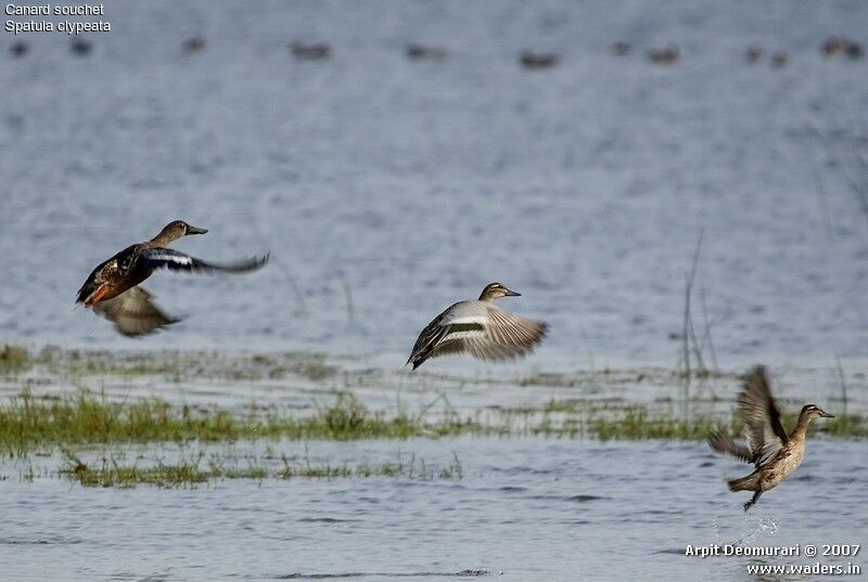 Canard souchet