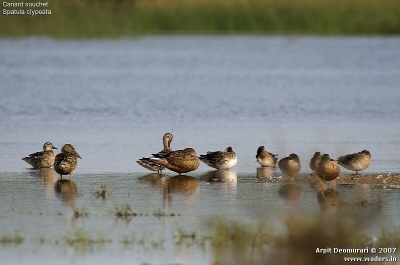 Northern Shoveler