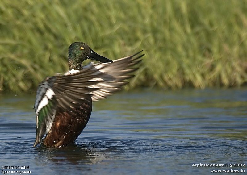 Northern Shoveler