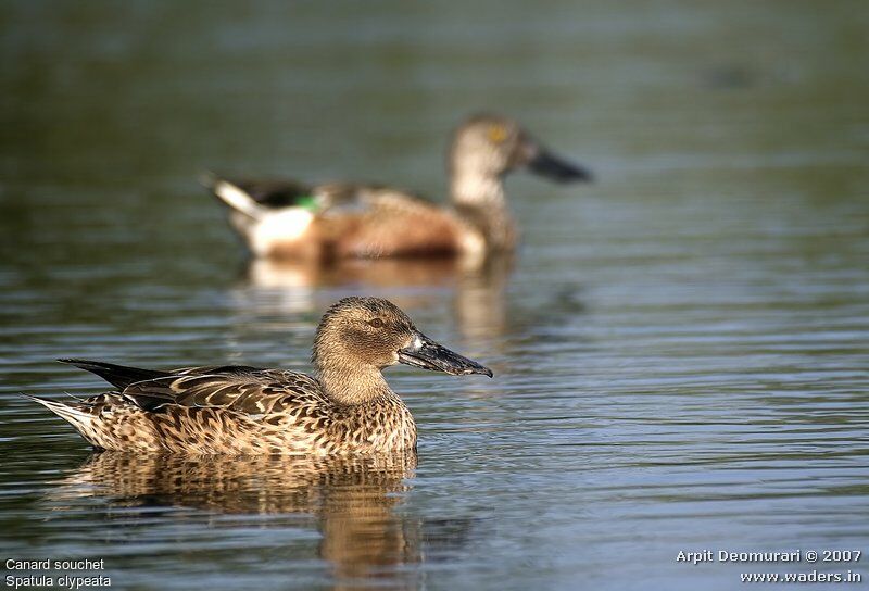 Northern Shoveler