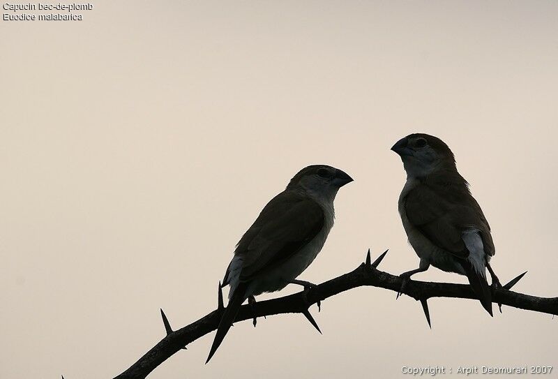 Indian Silverbill adult breeding