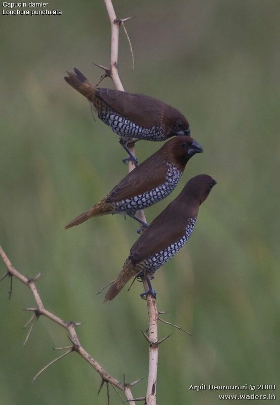 Scaly-breasted Munia