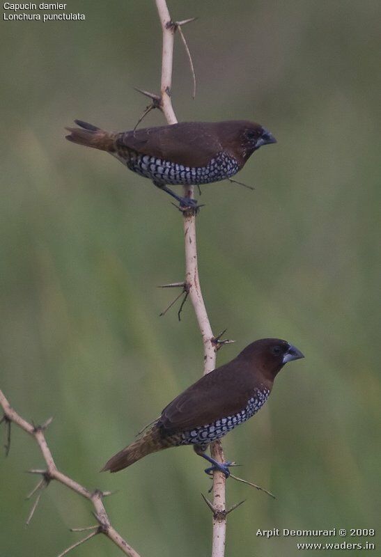 Scaly-breasted Munia