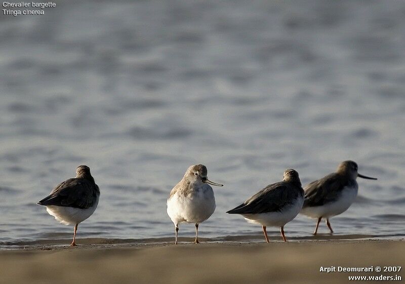 Terek Sandpiper