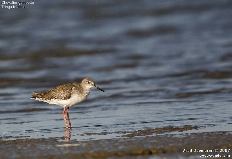 Common Redshank