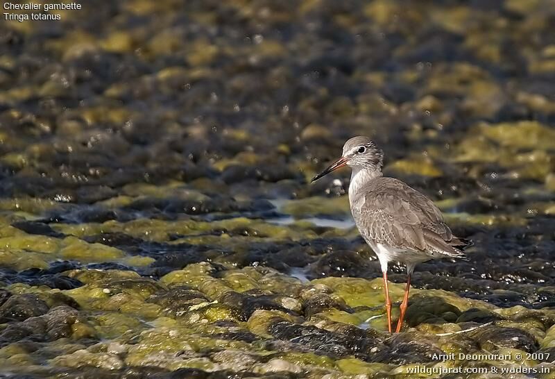 Common Redshank