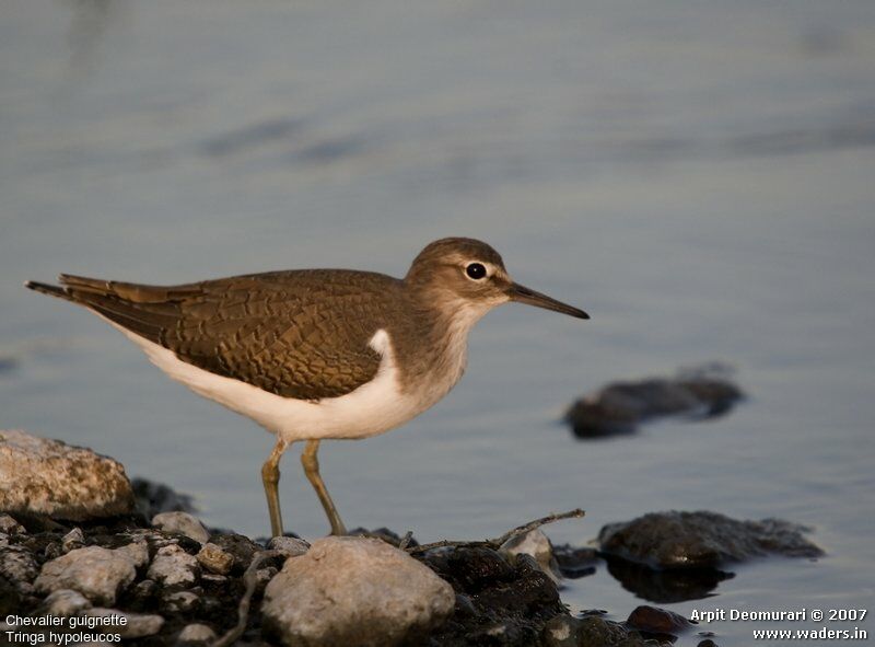 Common Sandpiper