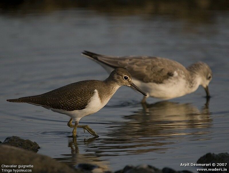 Common Sandpiper