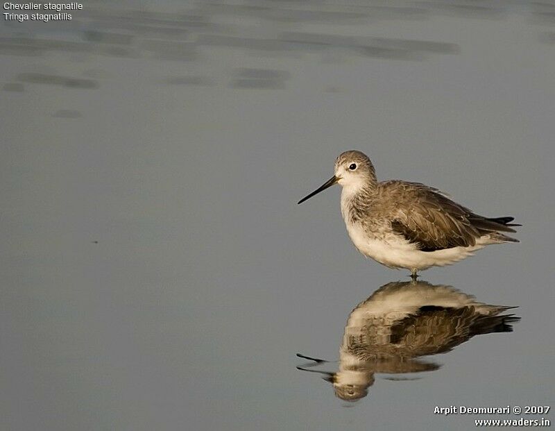 Marsh Sandpiper