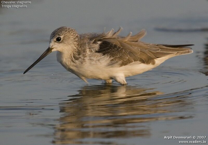 Marsh Sandpiper