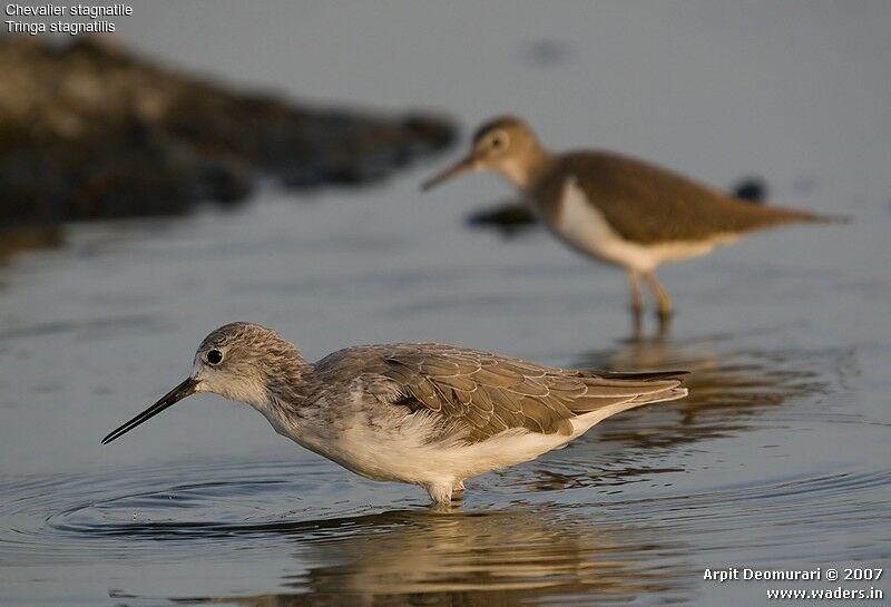 Marsh Sandpiper