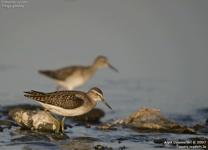 Wood Sandpiper