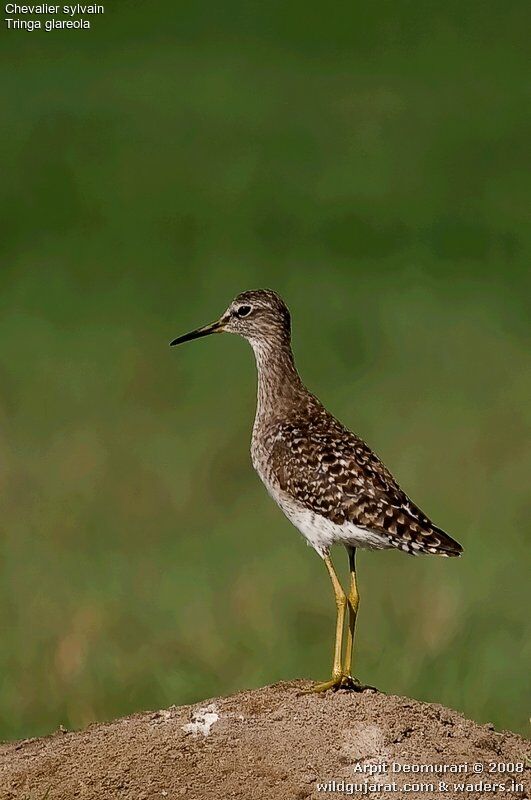 Wood Sandpiper