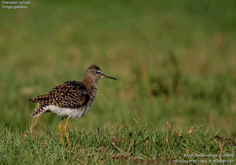 Wood Sandpiper