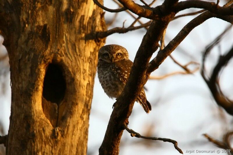 Spotted Owlet