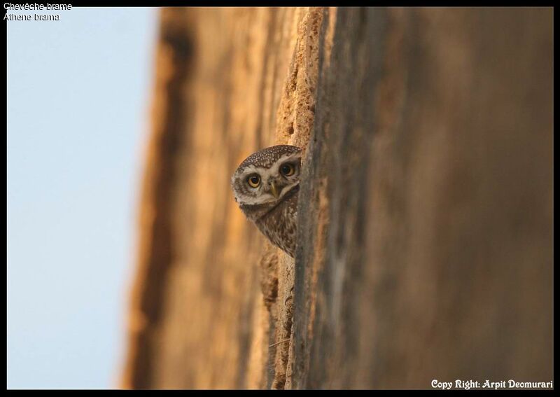 Spotted Owlet