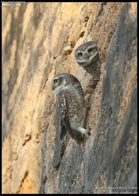 Spotted Owlet