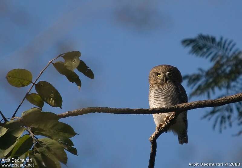 Asian Barred Owlet