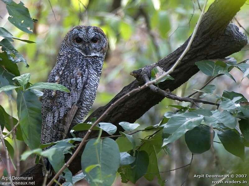 Mottled Wood Owladult, identification