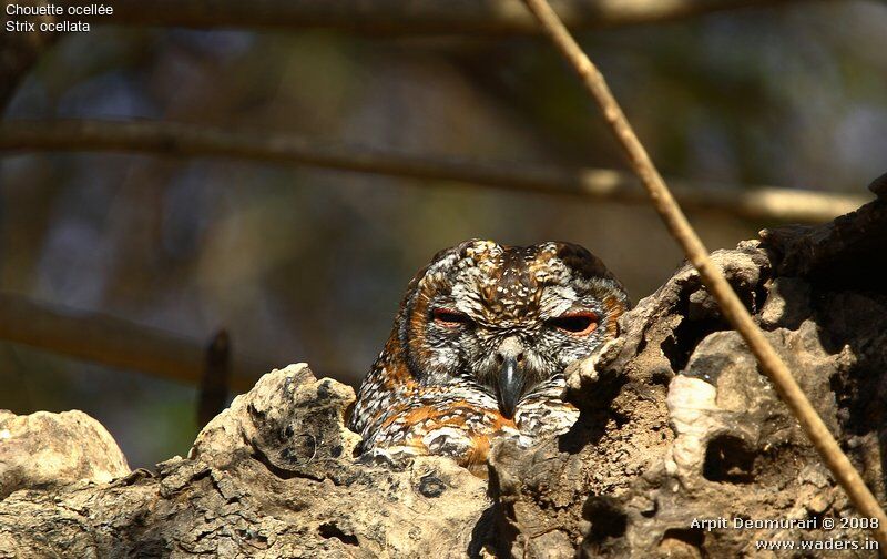 Mottled Wood Owl