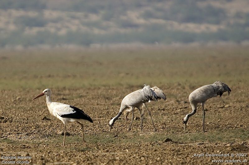 White Stork