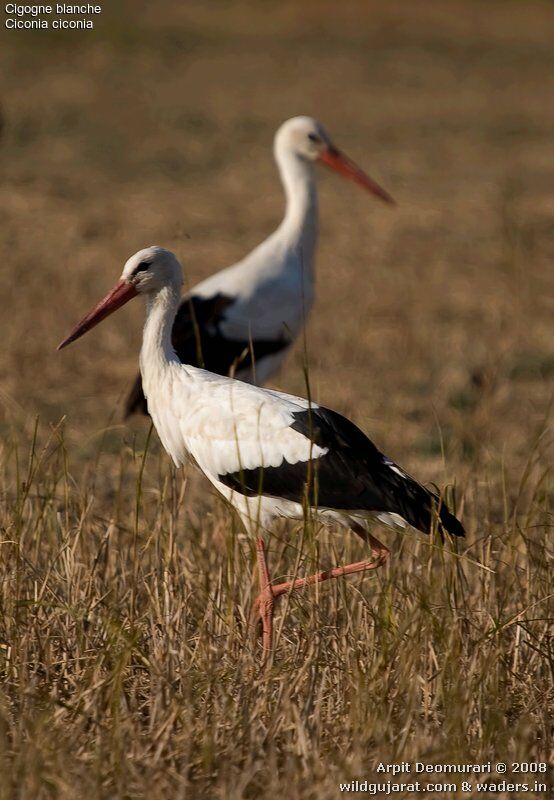 White Stork