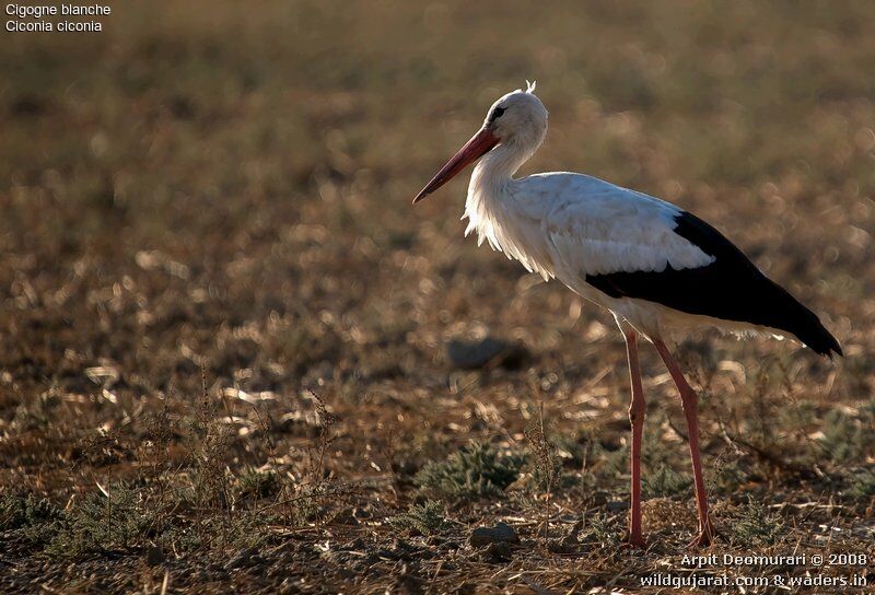 White Stork