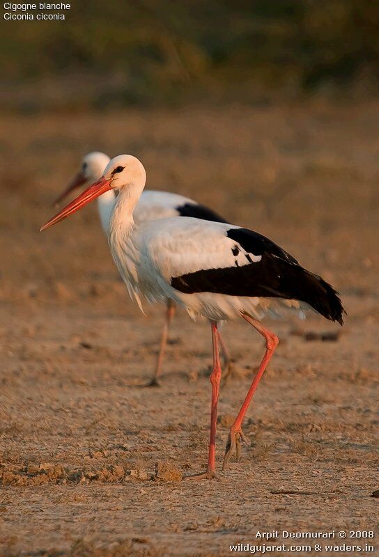 White Stork