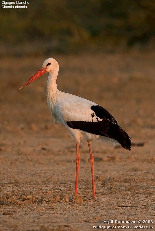 White Stork