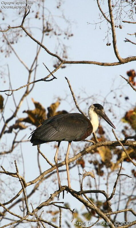 Cigogne épiscopale