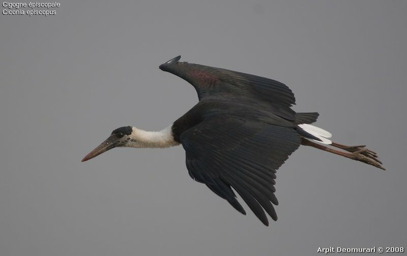 Asian Woolly-necked Stork