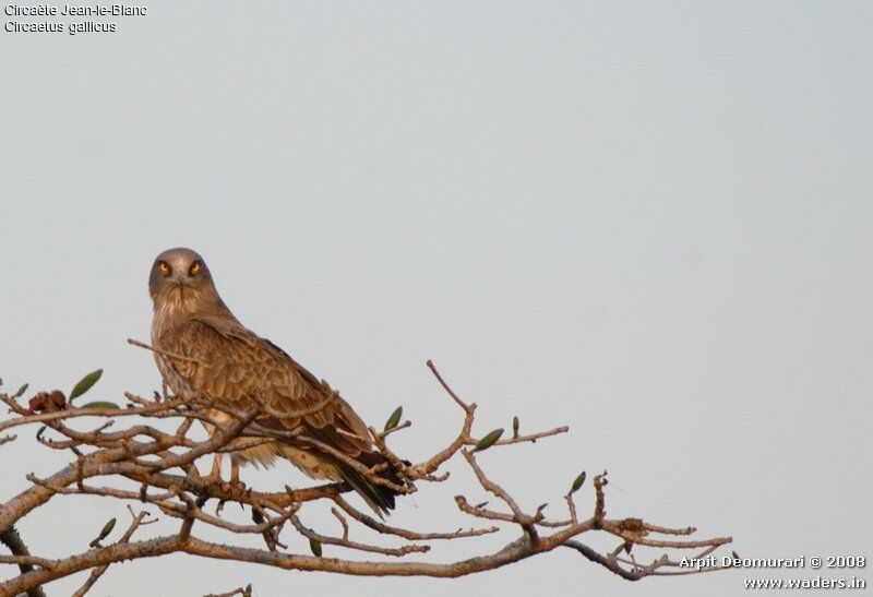 Short-toed Snake Eagle