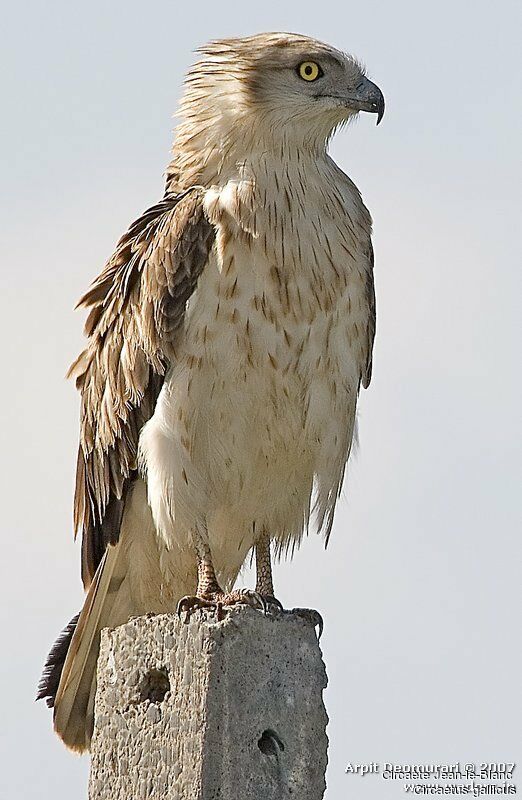 Short-toed Snake Eagle