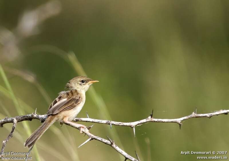 Zitting Cisticola, identification