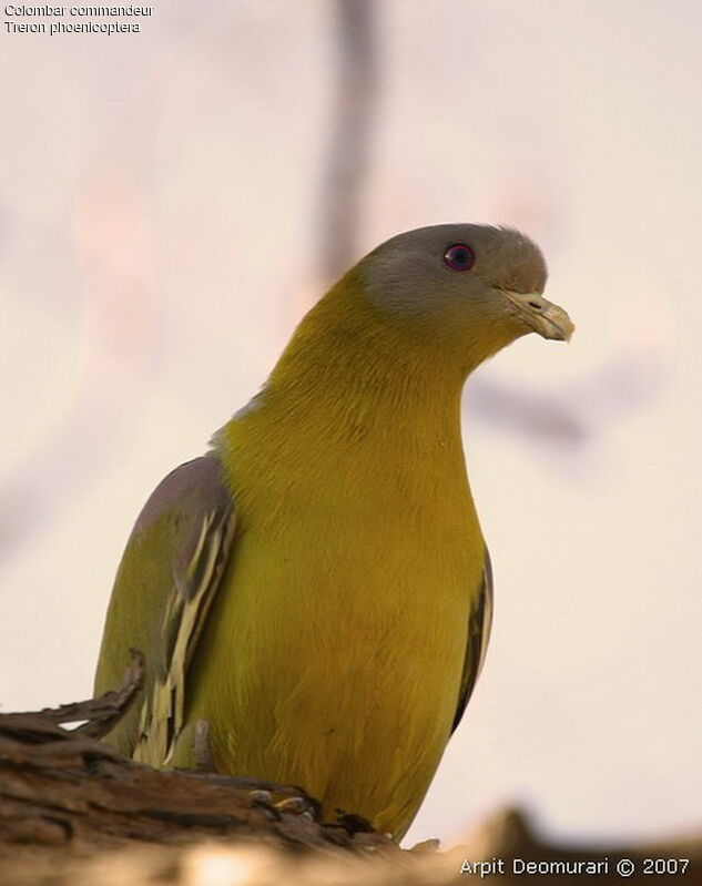 Yellow-footed Green Pigeon