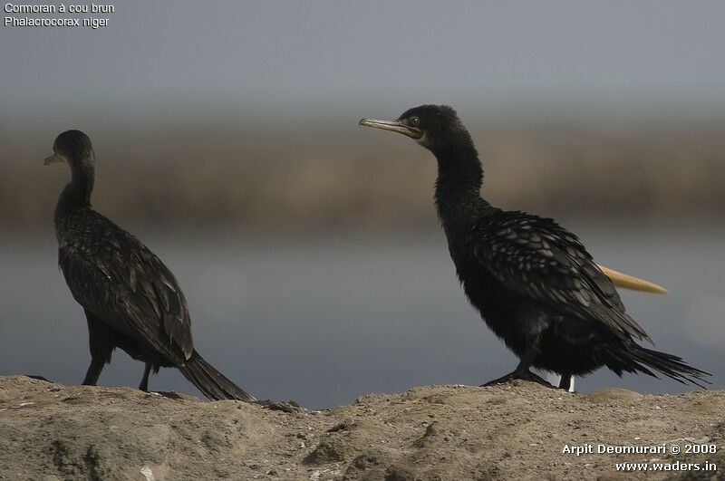 Cormoran à cou brun