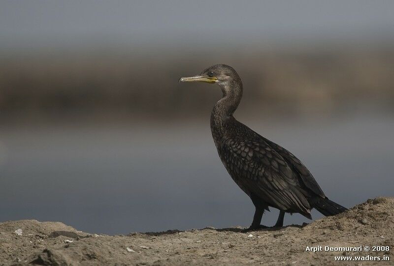 Indian Cormorantimmature, identification