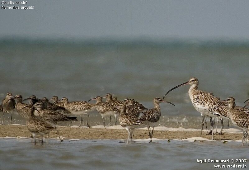 Eurasian Curlew