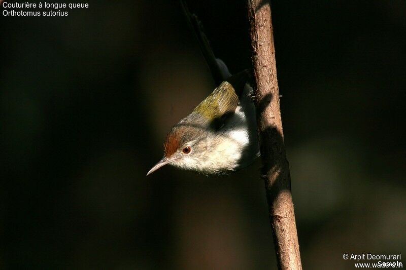 Common Tailorbird