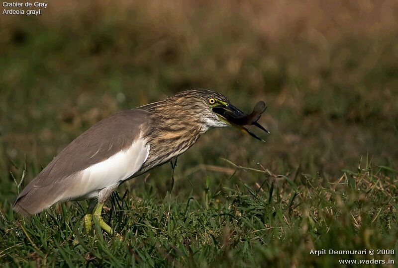 Indian Pond Heron