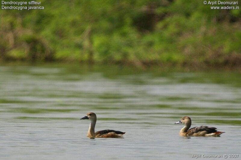 Dendrocygne siffleur