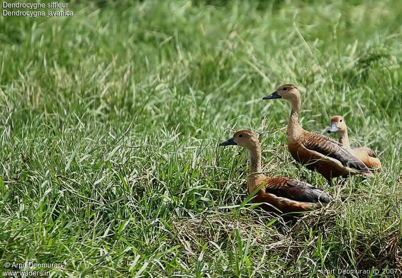 Lesser Whistling Duck