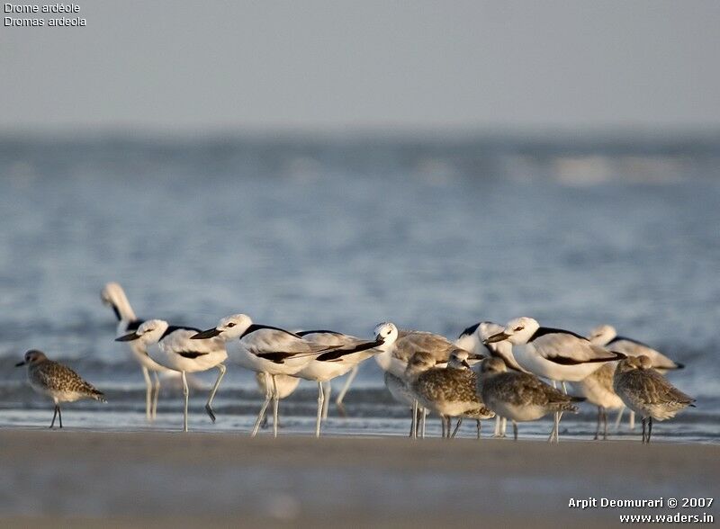 Crab-plover